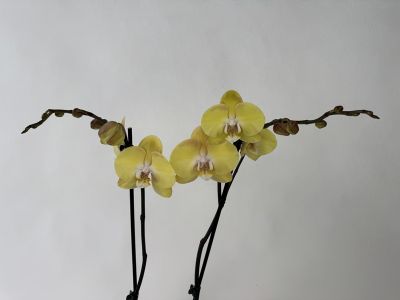 A Phalaenopsis orchid with several bright yellow flowers and a pale pink and white lip. Two flower spikes bear open flowers and many closed buds that will soon bloom. Set against a plain, light-coloured background.